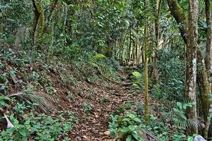 trois frei Natur Spur, Mahe, natürlich Fußweg auf das Natur Pfad, üppig Landschaft, Seychellen foto