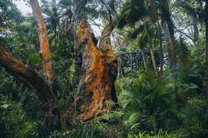 jardim botanisch Jose tun Gesang im ponta Delgada, sao miguel, das Azoren foto