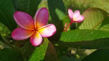 verschiedene tropisch Blumen- und tropisch Pflanzen foto