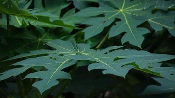 frisch Papaya Grün Blatt foto