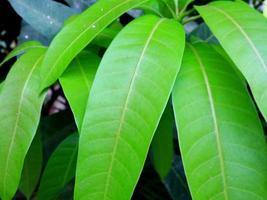 Grün Hintergrund von Mango Blatt foto