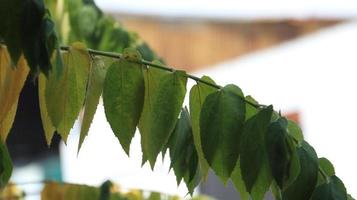 Kirsche Baum Grün Blätter. muntingia Calabura Blätter foto