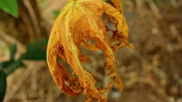 Papaya Baum Blätter Das trocken foto