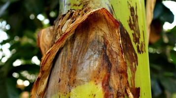 das Rinde von das Banane Baum ist oben schließen foto