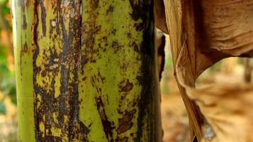 das Rinde von das Banane Baum ist oben schließen foto