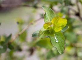 schließen oben regnerisch Zweig mit jung Blätter Konzept Foto. jung Geäst, Stängel im Frühling. Vorderseite Aussicht Fotografie foto