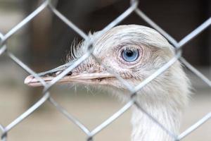 Porträt von gesperrt Vogel foto