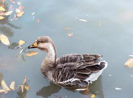 Gans im Wasser foto