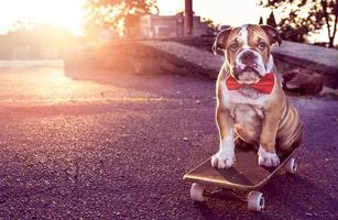 wenig Bulldogge auf Skateboard foto