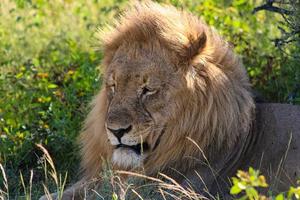männlicher afrikanischer Löwe im Etosha-Nationalpark