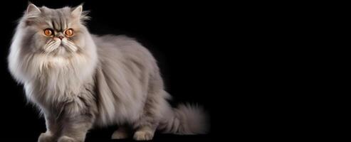 Weiß persisch Katze Porträt schwarz Hintergrund. mit Kopieren Raum. generativ ai foto