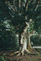 jardim botanisch Jose tun Gesang im ponta Delgada, sao miguel, das Azoren foto