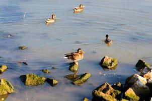 Ente auf das Stein foto