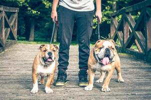 zwei Englisch Bulldoggen foto