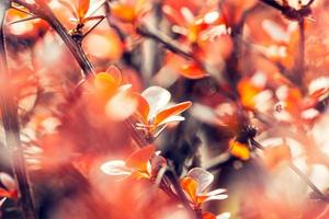 blühen von das Orange Baum foto