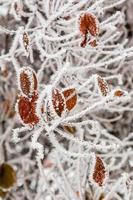 Winterblätter mit Schnee und Raureif bedeckt foto