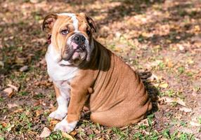 süß Englisch Bulldogge foto