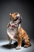 süß Englisch Bulldogge Welpe im das Studio foto