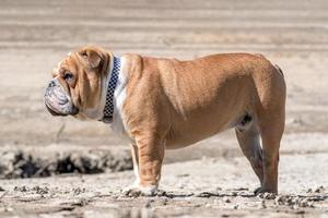 portait von Englisch Bulldogge foto