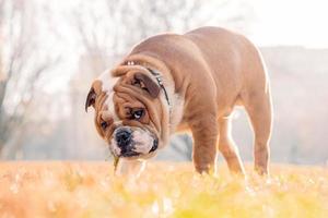 süß Englisch Bulldogge foto