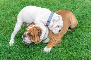 süß Hündchen von Englisch Bulldogge foto