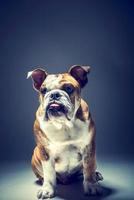 Welpe von Englisch Bulldogge foto