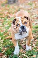 jung Englisch Bulldogge foto