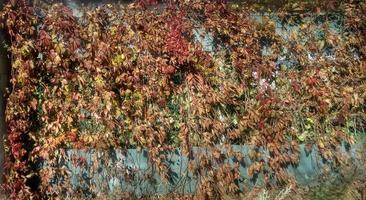 rot Blätter auf das grau Mauer. Herbst Textur. foto