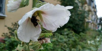 Hummel Sammeln Nektar. Insekt im das Blume Nahaufnahme. foto