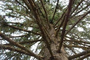 Baum mit Riese Geäst gesehen von unten foto