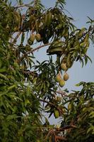 Mango Baum mit Früchte hängend foto