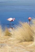 Flamingos in der Lagune von Bolivien foto