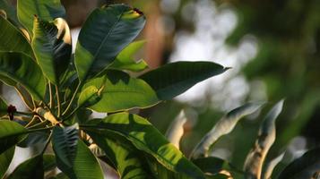 Grün Hintergrund von Mango Blatt foto