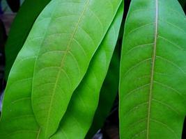 Grün Hintergrund von Mango Blatt foto