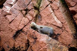 Seelöwe auf den Klippen der Ballestas-Insel foto