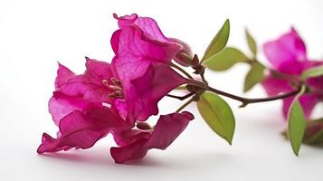 ein Blühen Bougainvillea Ast im schließen oben auf ein Weiß Hintergrund. ein Element zum ein groß Rahmen Design, generieren ai foto