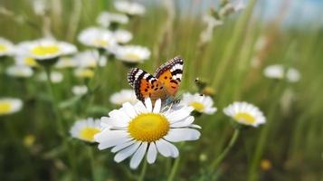 Foto das Gelb Orange Schmetterling ist auf das Weiß Rosa Blumen im das Grün Gras Felder, erzeugen ai