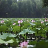 im Sommer, das Grün Lotus Blätter schwanken sanft auf das klar Schwimmbad Wasser, das schlank Lotus Wurzeln schwanken mit das Wind, und das Rosa Lotus Blumen sind Über zu blühen, erzeugen ai foto