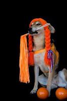 ein Mischling Hund mit Zöpfe und Orange Schlagstöcke feiern das koningsdag foto