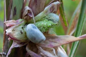 schließen oben Schuss von huitlacoche im das Mais Pflanze foto