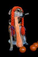 ein Mischling Hund mit Zöpfe und Orange Schlagstöcke feiern das koningsdag foto