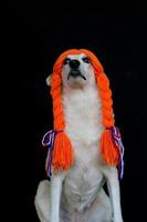 Mestize Hund mit Zöpfe und Orange Bälle feiern das koningsdag foto