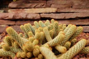 Blühen Gelb Blumen Kaktus Pflanzen im Wüste Park und saftig Garten. Mammillaria verlängert auf braun Bimsstein Stein foto