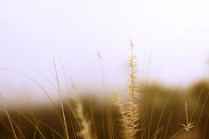 Sanft Fokus schön Gras Blumen im natürlich Sonnenlicht Hintergrund foto