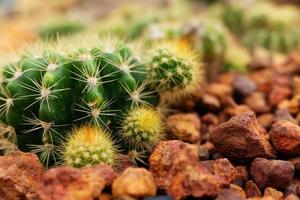 Echinopsis Calochlora k. schum Grün Kaktus im Wüste Pflanzen Garten foto