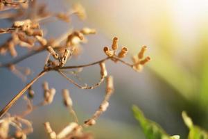 schön trocken wild Blumen Gras im natürlich Sonnenlicht auf das Senke Berg foto