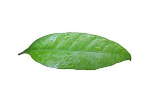 frisch Wasser Tau Tropfen auf Grün Blätter isoliert auf Weiß Hintergrund foto
