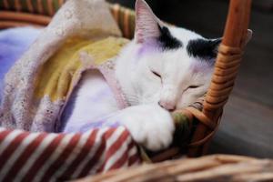 süß thailändisch Weiß Katze Schlafen im hölzern Korb und anwenden lila zu behandeln Katze Haut Krankheiten. foto