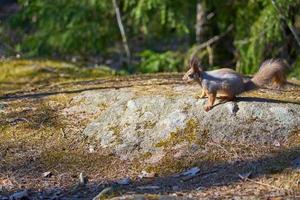 Eichhörnchen auf einem Stein mit einer Nuss im Mund foto