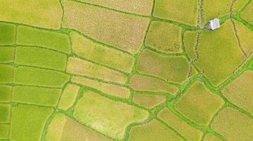 Luftaufnahme des grünen und gelben Reisfeldes foto